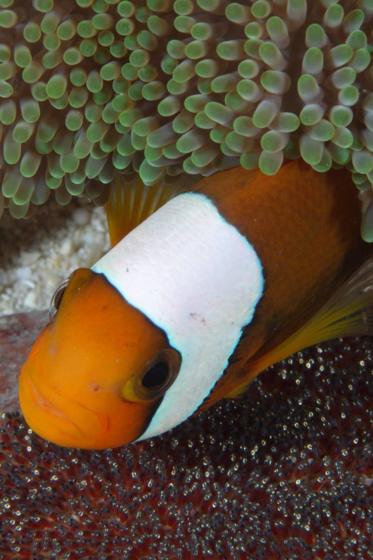 A male clownfish guards its eggs, by Klaus Stiefel