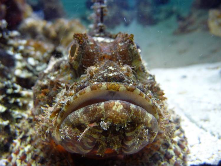false stonefish devil scorpionfish two oceans aquarium cape town south africa