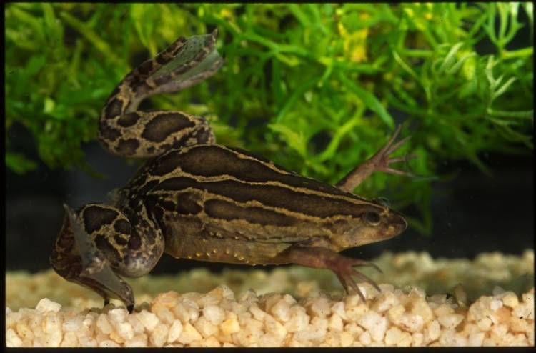 Cape platanna, Xenopus gilli