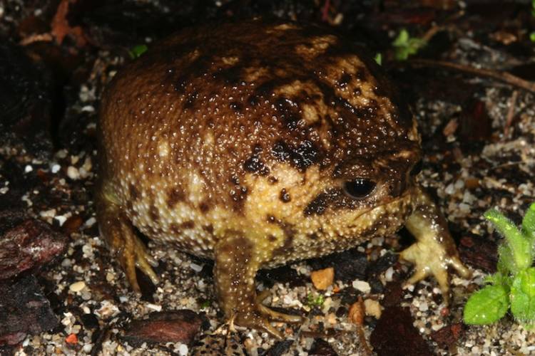 Cape rain frog, Breviceps gibbosus