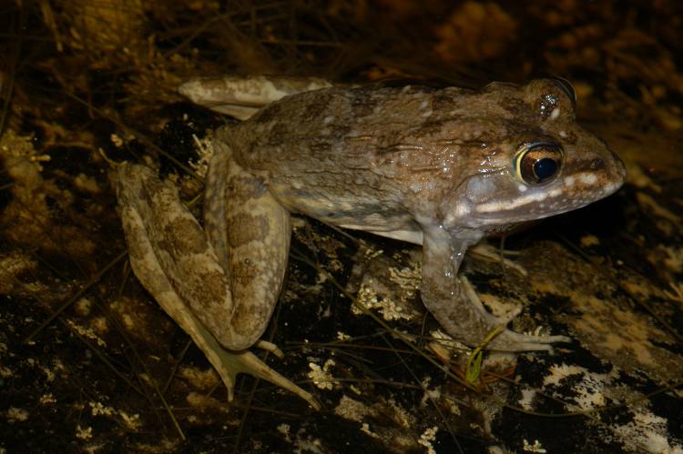 Cape river frog