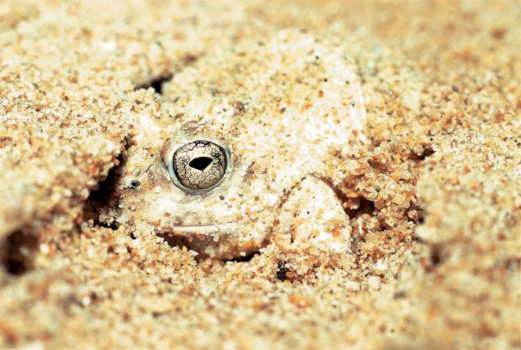 Cape sand frog