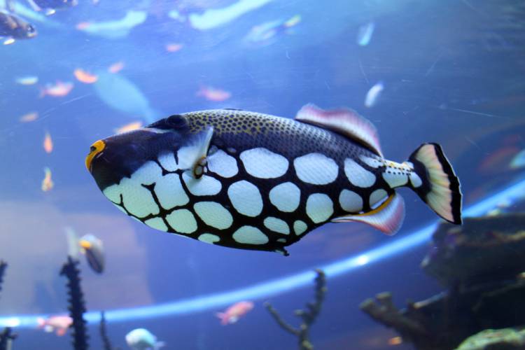 Two Oceans Aquarium, Cape Town