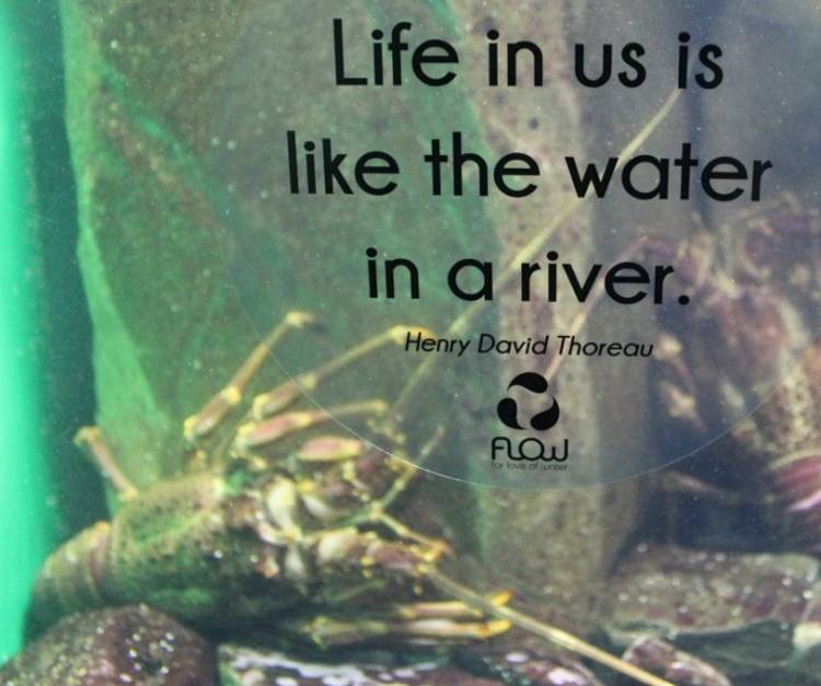 water quotes inspiration for love of water two oceans aquarium cape town south africa