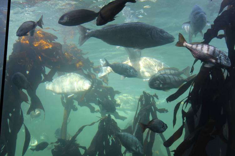 Two Oceans Aquarium, Cape Town