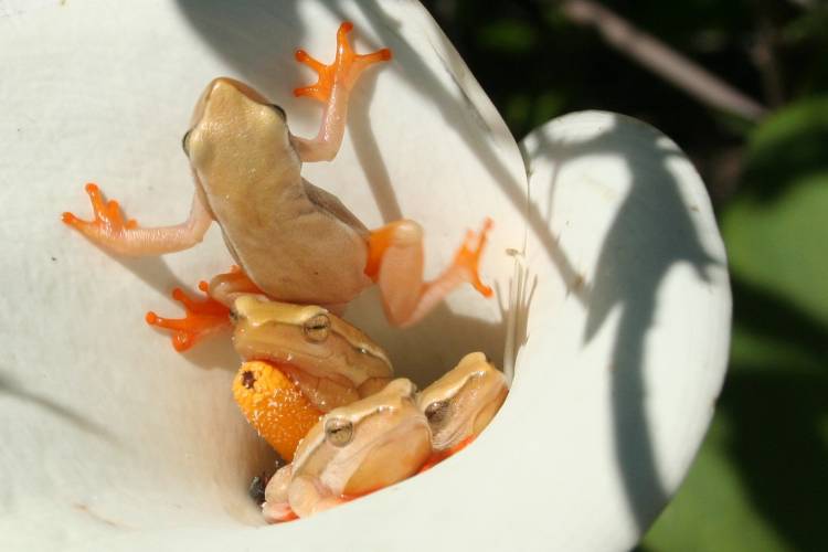 Arum lily frogs