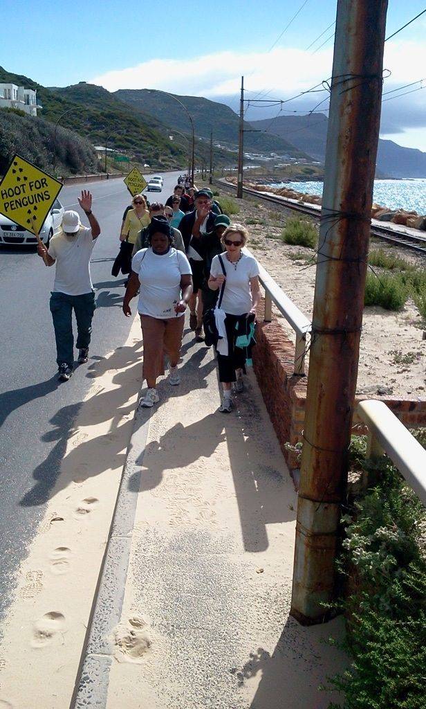 penguin waddle, two oceans aquarium, african penguin