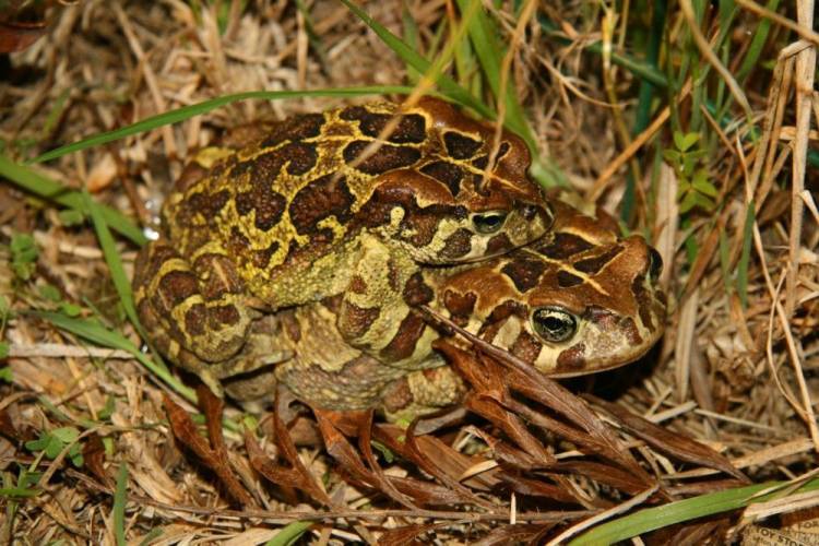 western leopard toad migration