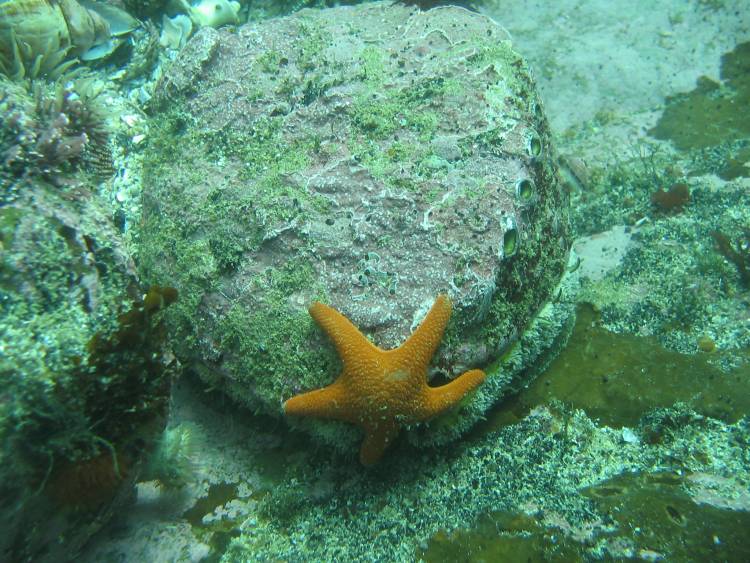 abalone, perlemoen, two oceans aquarium, cape town, western cape, south africa