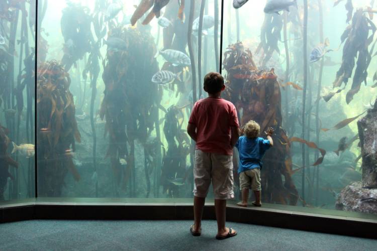 Two Oceans Aquarium, Cape Town