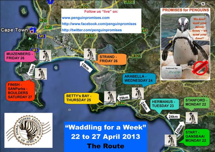 penguin waddle, two oceans aquarium, african penguin