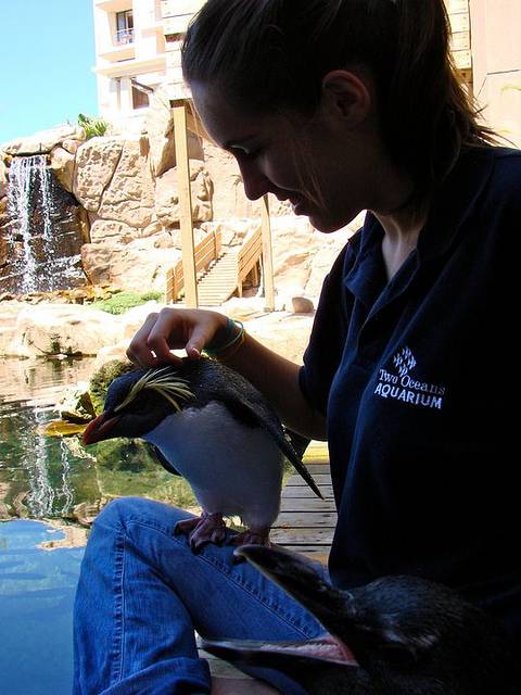 rockhopper penguin aquarium cape town