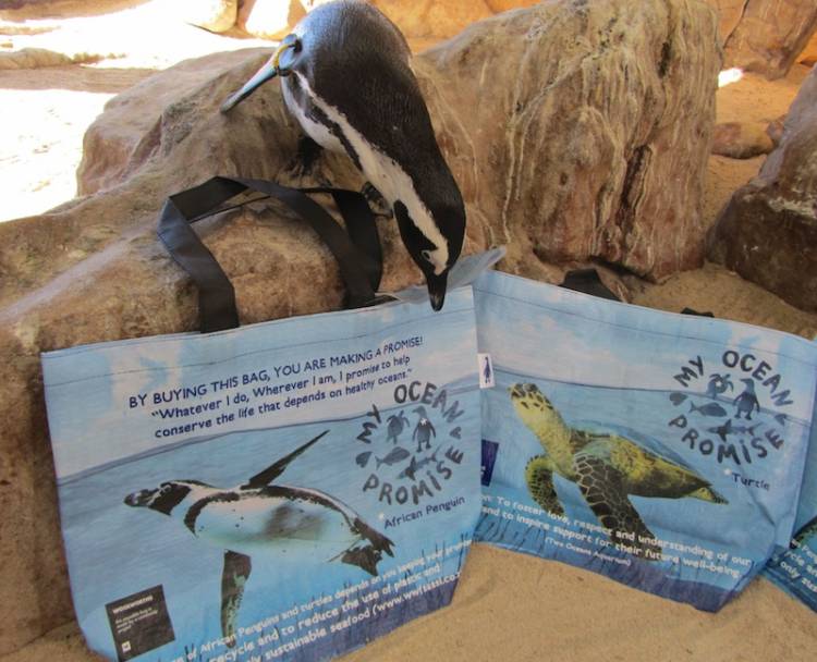 ocean promise bag woolworths two oceans aquarium