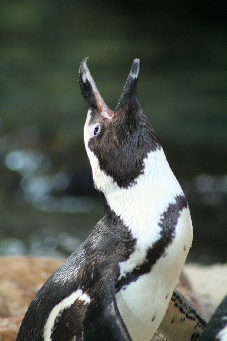 african penguin, two oceans aquarium, cape town, south africa