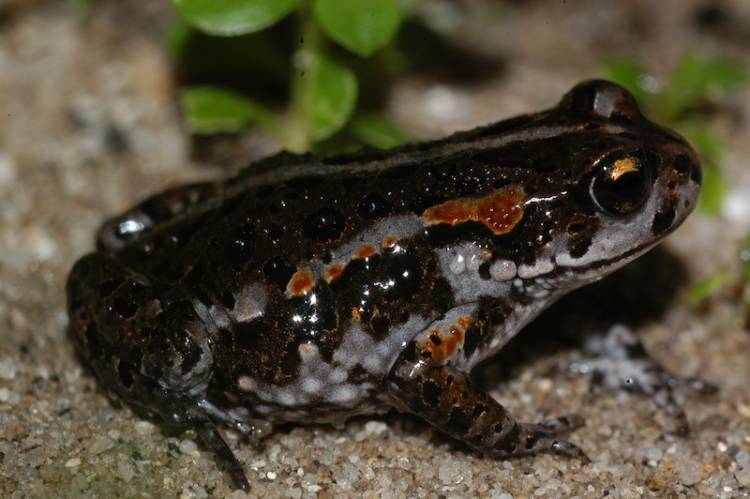 Rose’s mountain toadlet, Capensis rosei