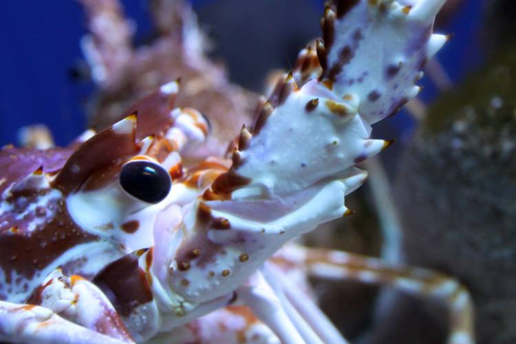 Two Oceans Aquarium, Cape Town