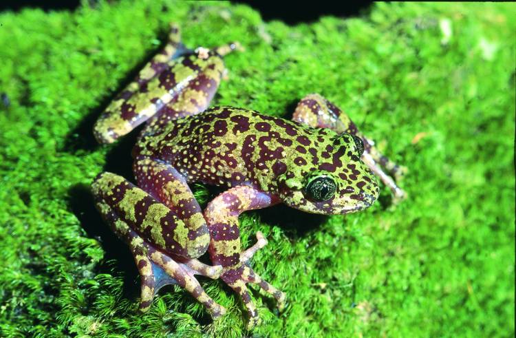 Table Mountain ghost frog, Heleophryne rosei