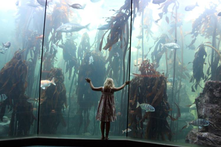 Two Oceans Aquarium, Cape Town