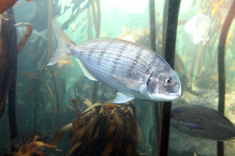Two Oceans Aquarium, Cape Town