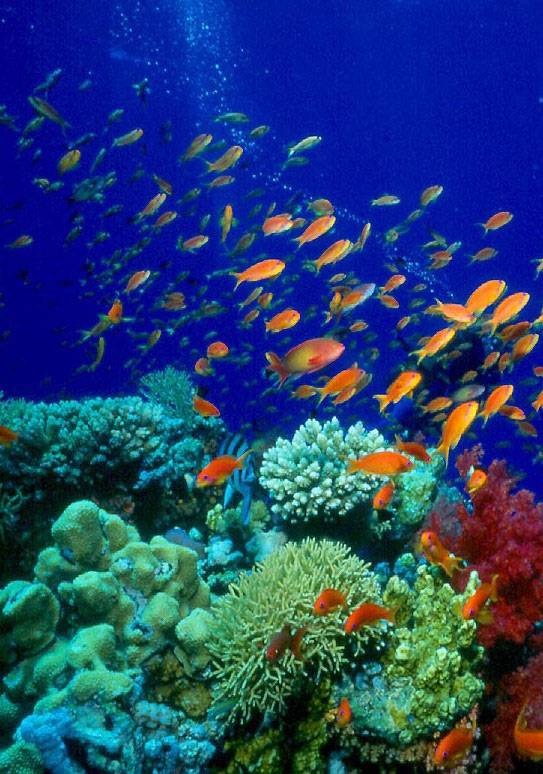 fish two oceans aquarium about us cape town south africa