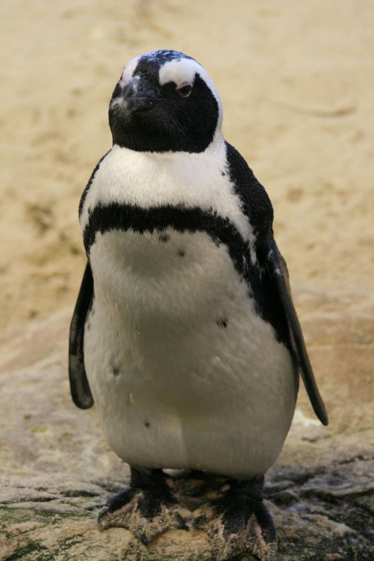 penguin waddle, two oceans aquarium, african penguin