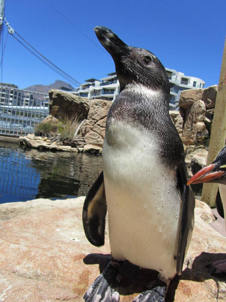 african penguin