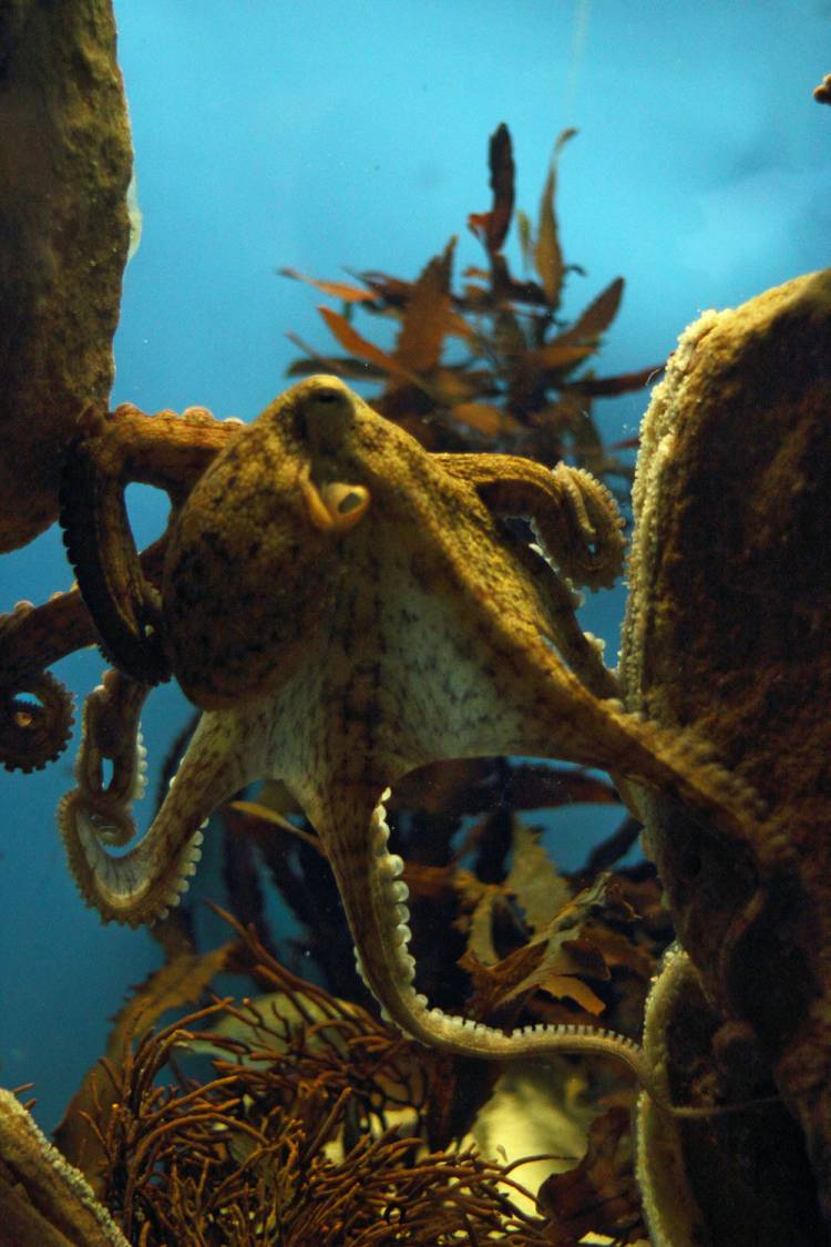 common octopus cape town aquarium