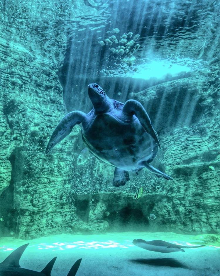 Moya is a small green sea turtle at the Two Oceans Aquarium and she is beautiful.