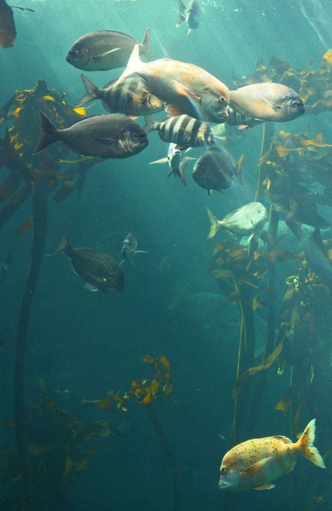 kelp cape town aquarium