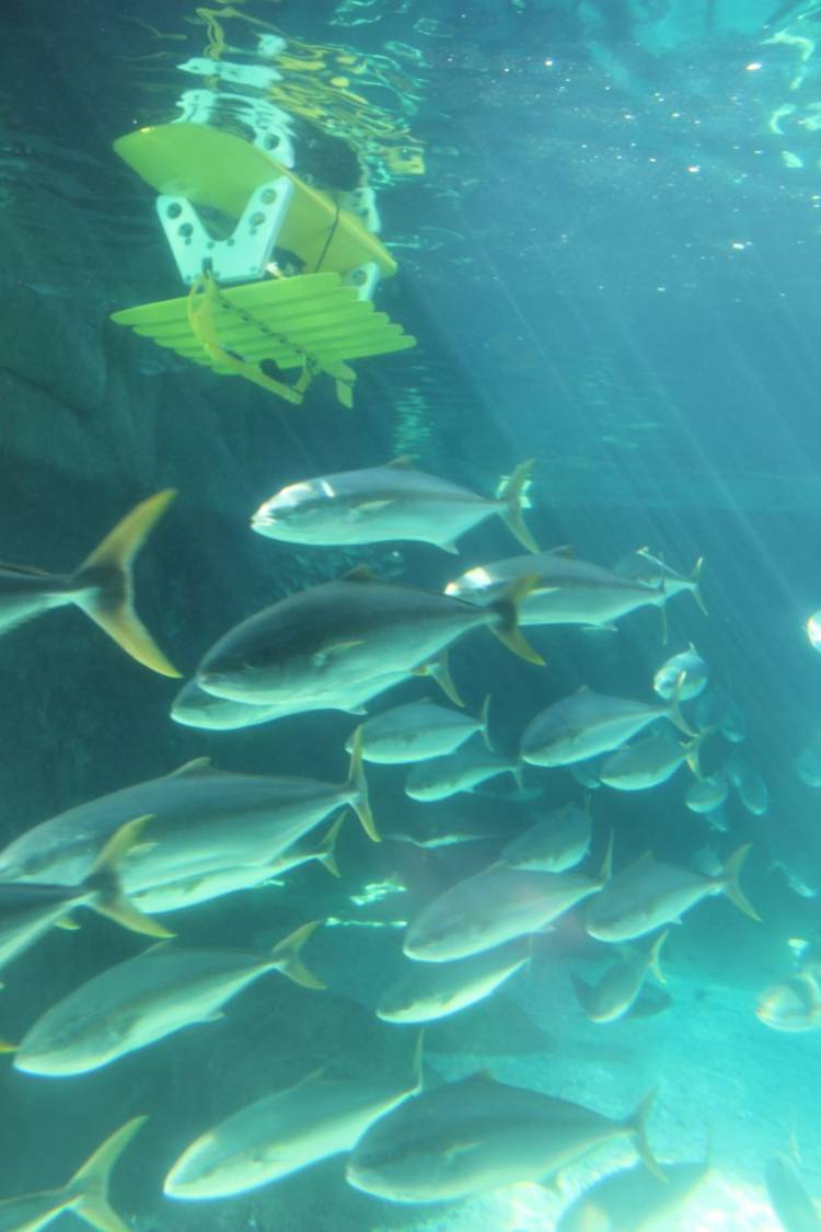 wave glider ocean glider autonomous marine robot robotics two oceans aquarium cape town south africa southern ocean