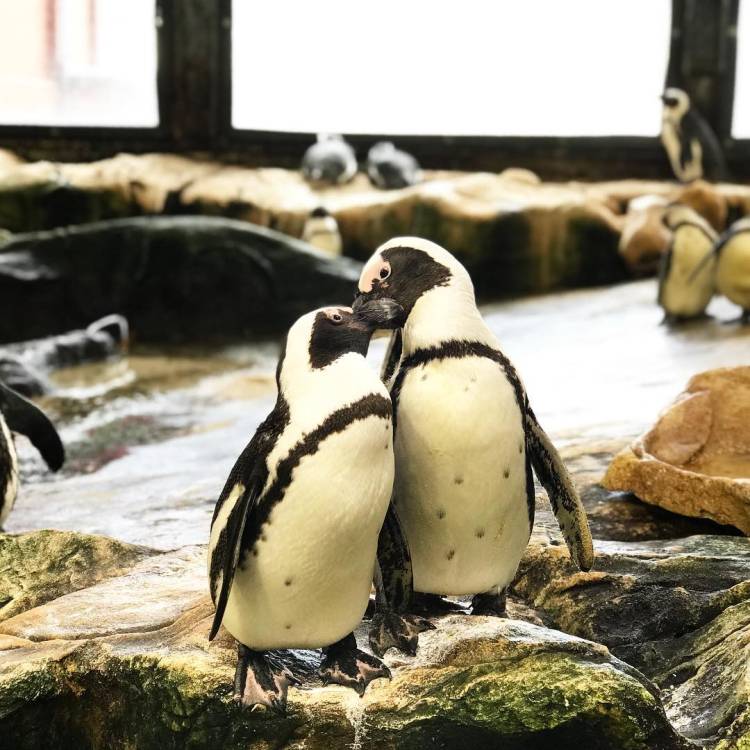 Two African black-footed penguins showing each other some love and affection at the Two Oceans Aquarium.