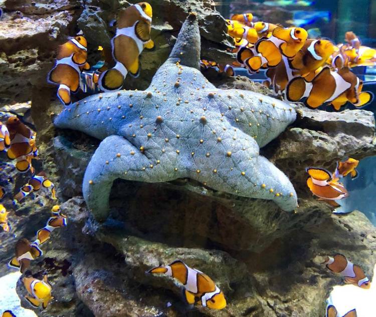 A huge blue cushion sea star fish that lives among the clownfish.