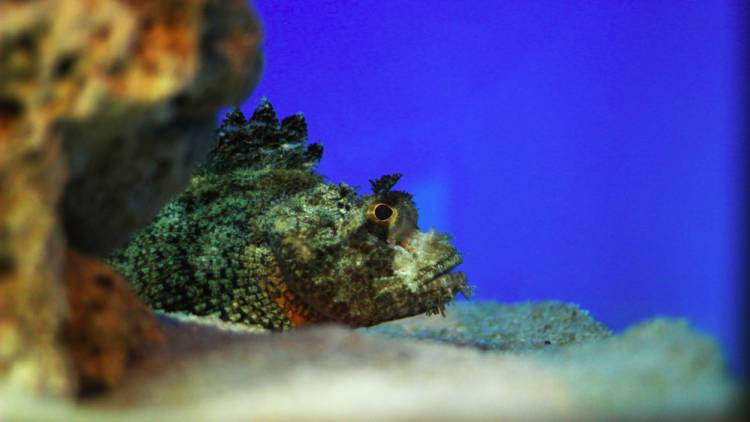 Scorpaenidae