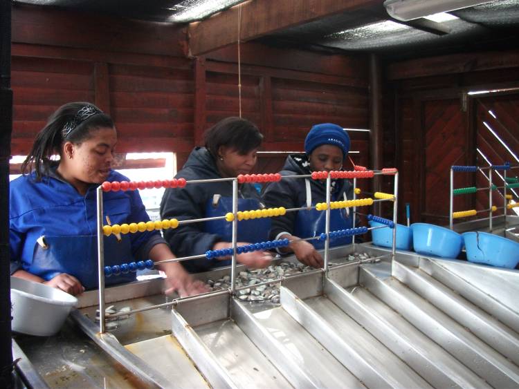 abalone, perlemoen, two oceans aquarium, cape town, western cape, south africa