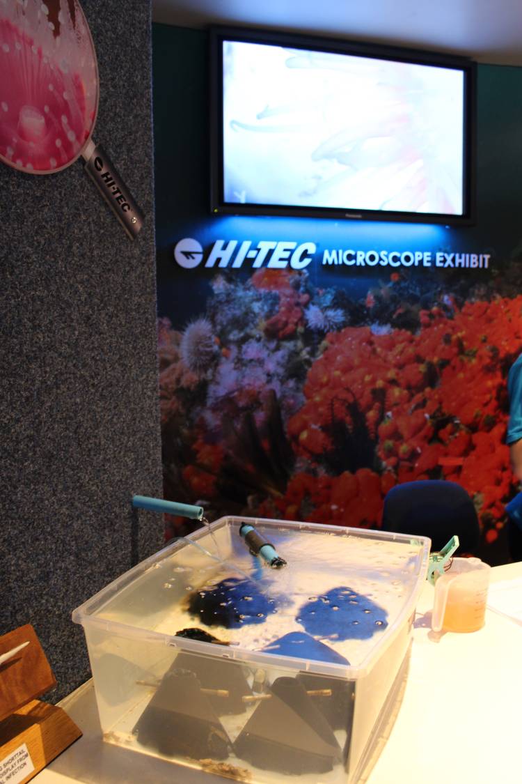 abalone, perlemoen, two oceans aquarium, cape town, western cape, south africa