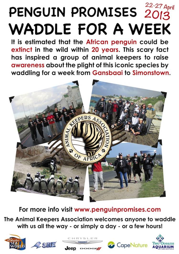 penguin waddle, two oceans aquarium, african penguin