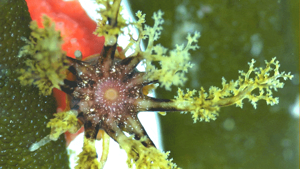 red chested sea cucumbe eating
