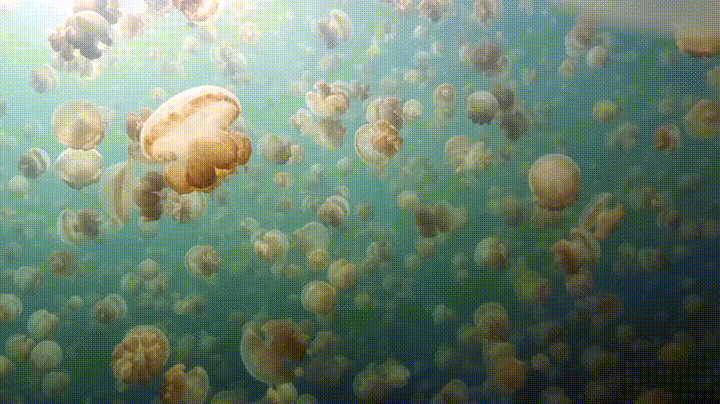 blubber jellyfish bloom
