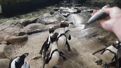 African penguins love their fishy lunch