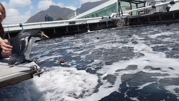 A clumsy penguin does a belly flop