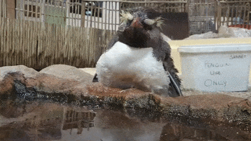 Chubby penguin takes a drink