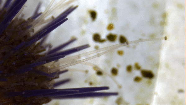 sea urchin tentacles