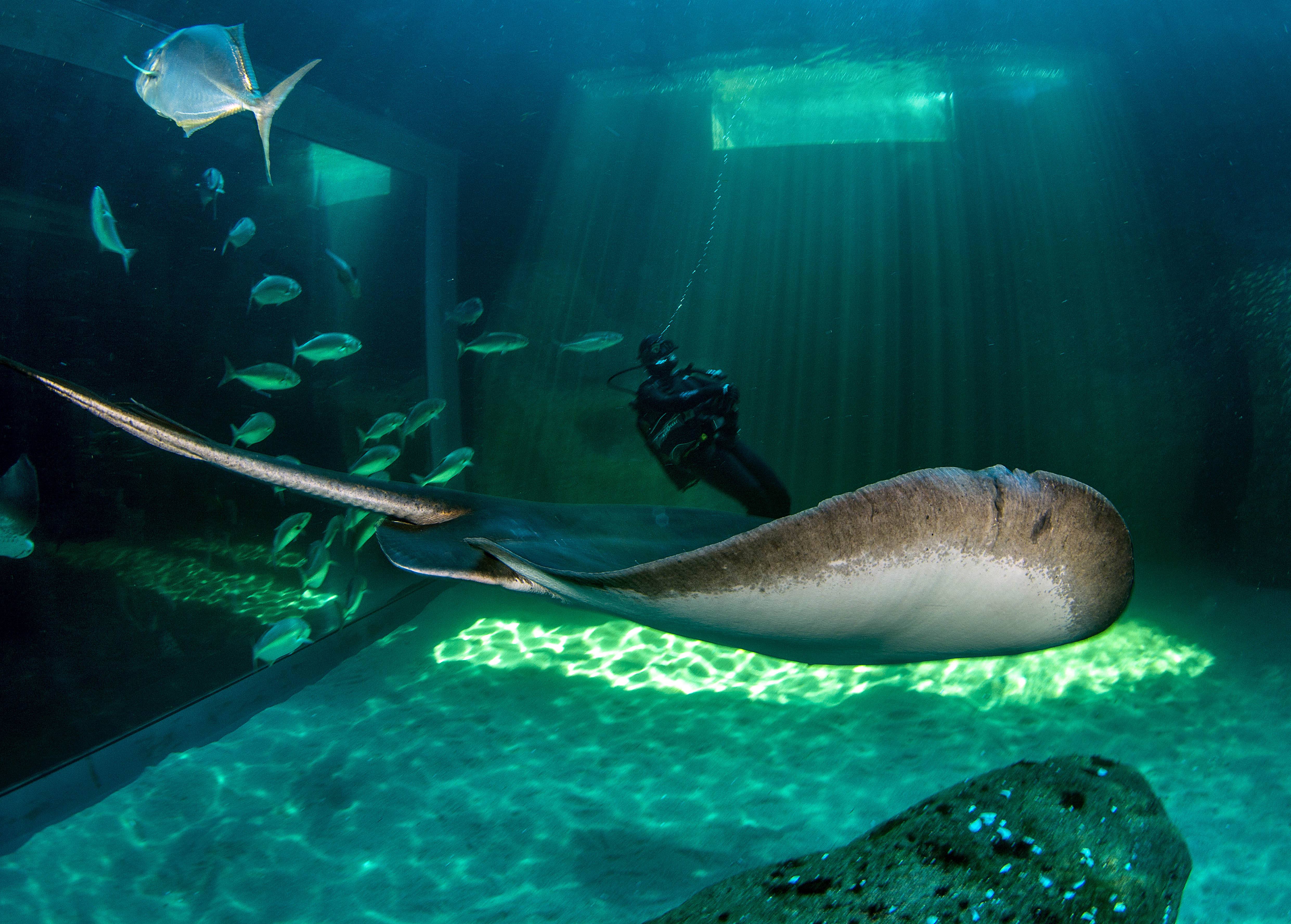 scuba diving at the aquarium