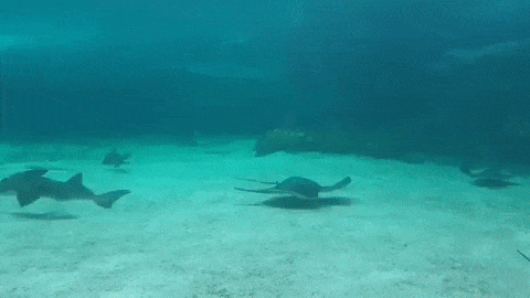 GIF of stingrays in the news TOA exhibit