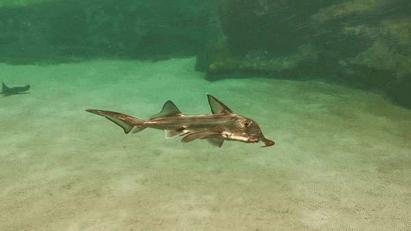 Gcape elephantfish st joseph shark