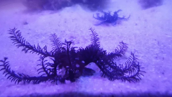 Feather Star