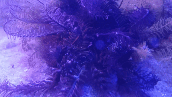 Feather Star